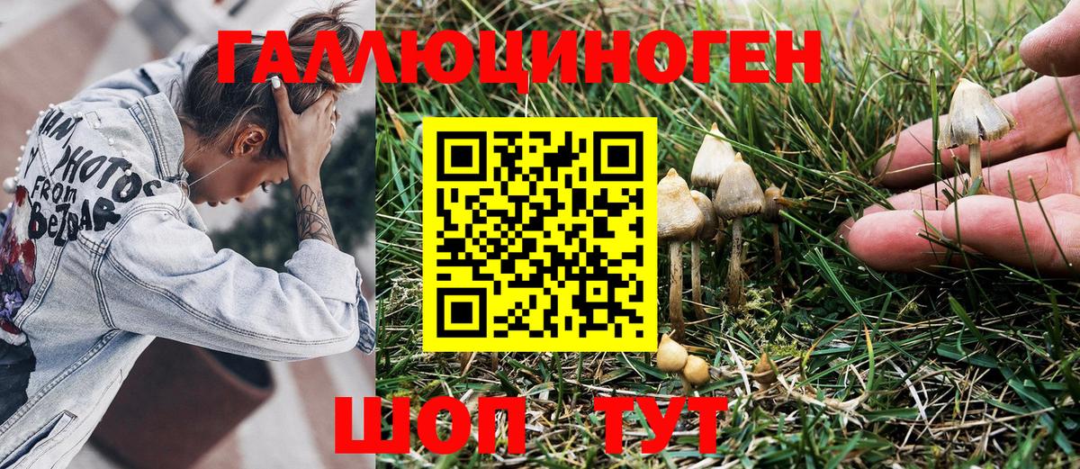 Галлюциногенные грибы Psilocybe Тайшет